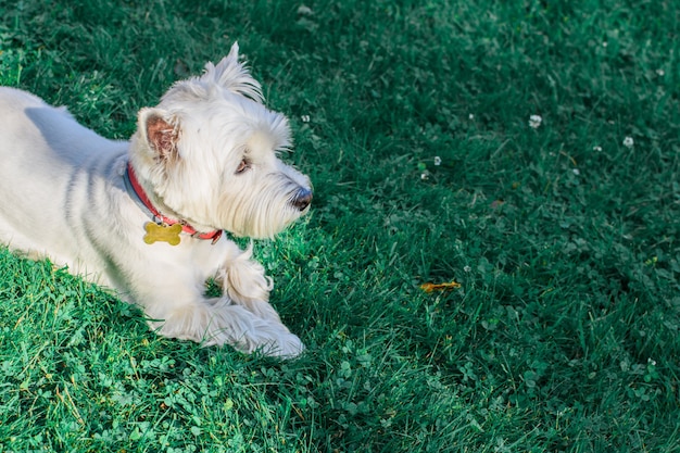 Cute West Highland White Terrier with a red collar lying on the green grass, background natural.