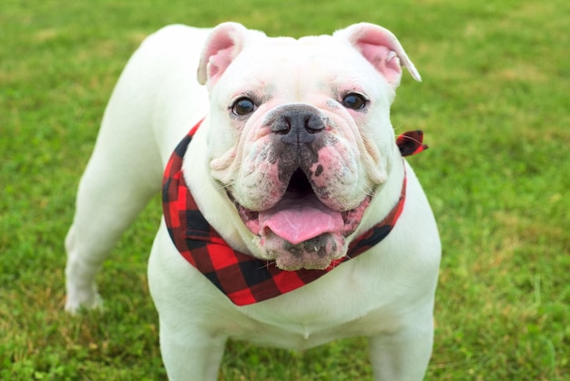 Photo cute white australian bulldog sitting on the green grass during daytime