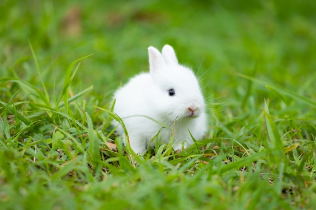 牧草地の緑の芝生でかわいい白い赤ちゃんウサギ。かわいいイースターバニーとの友情。
