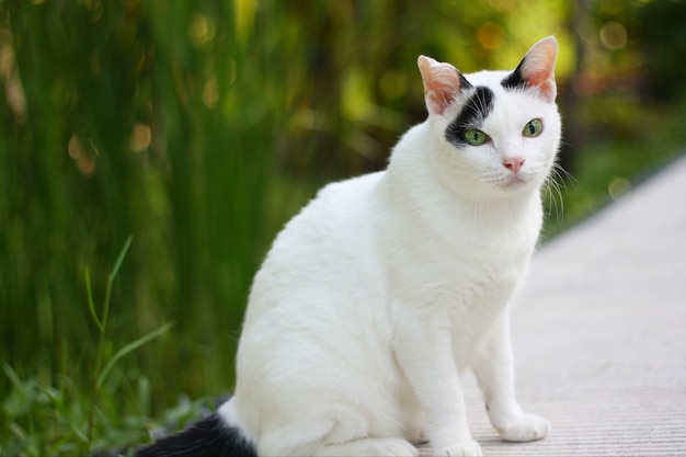 かわいい白と黒の猫が庭に緑の草を楽しんで座って