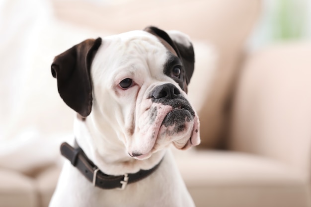 Cute white Boxer dog on blurred surface. Pet adoption