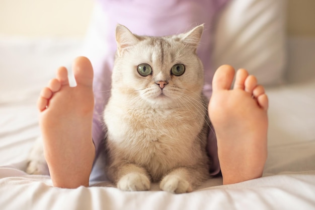 子供の足の間のベッドに家で横たわっているかわいい白いブリティッシュ猫