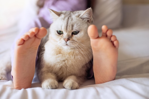 Симпатичная белая британская кошка отдыхает дома на кровати между босыми детскими ногами