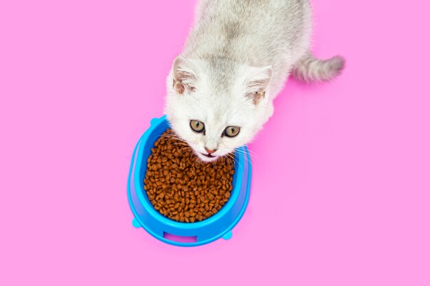 Cute white British kitten eats dry food. blue bowl.