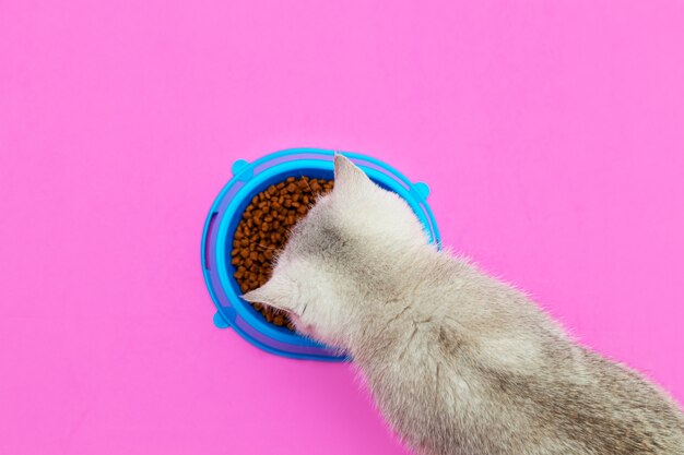 Cute white British kitten eats dry food. blue bowl.