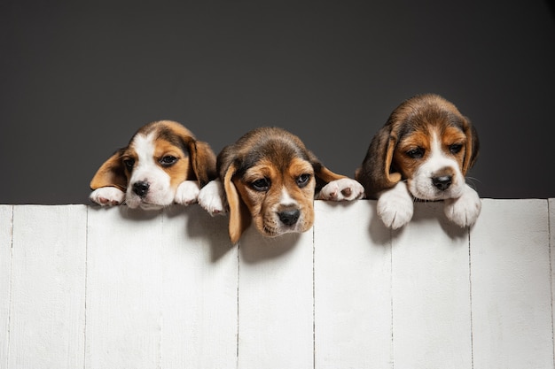 Cute white-brown-black doggies or pets playing on grey background. Look attented and playful