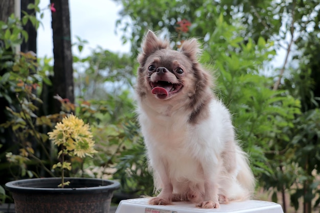 Cute white-brown Japanese Chihuahua with tongue out, sitting on a green background in the garden.