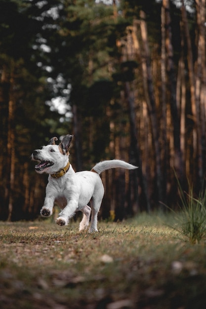 公園で遊んでいるかわいい白いブルテリア犬