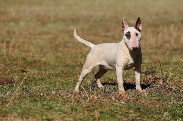 草の上に立っているかわいい白いブルテリア犬