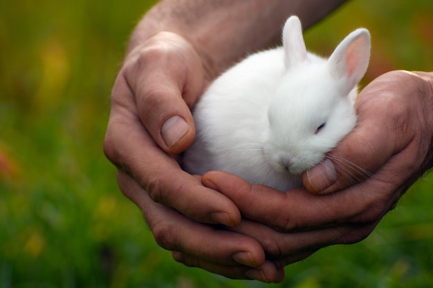 Cute white bunny is sleeping in male hands on green background