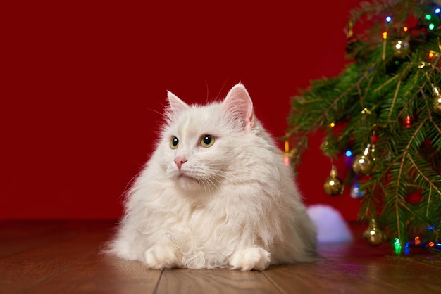 Un simpatico gatto bianco giace sotto un albero di natale su uno sfondo rosso, sfondo per un biglietto di capodanno