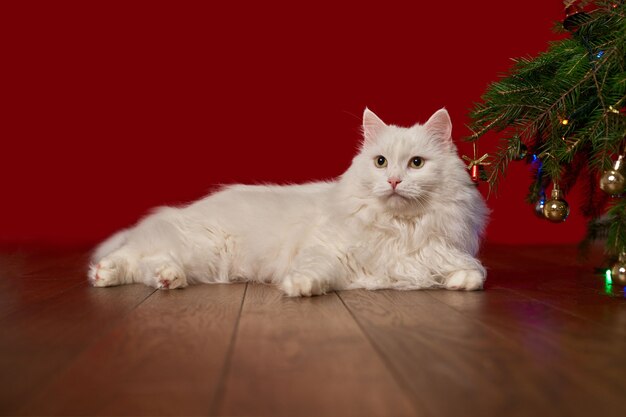 Cute white cat lies under a Christmas tree on a red background, background for a new year card