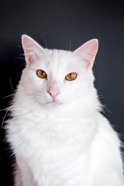 Cute white cat looking at camera on black background