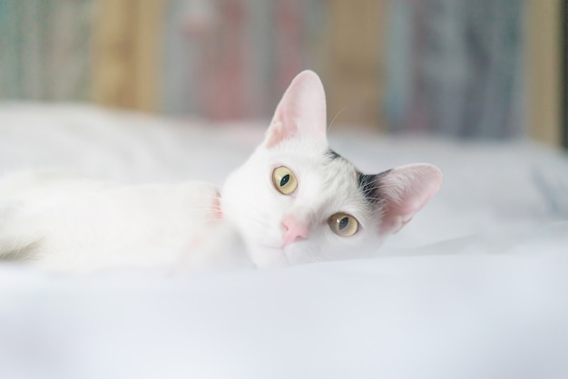 Cute white cat lying in bed. Fluffy pet is gazing curiously. Stray kitten sleep on bed.