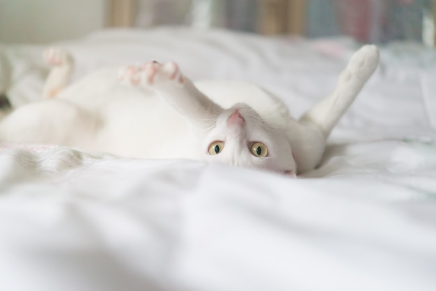 Cute white cat lying in bed. Fluffy pet is gazing curiously. Stray kitten sleep on bed.