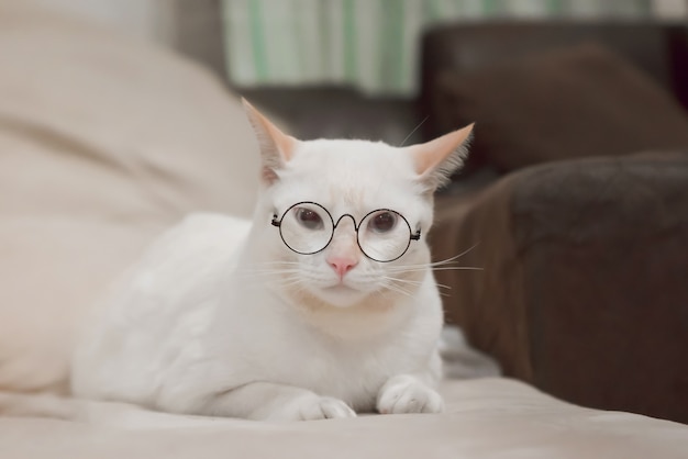 Cute white cat lying o sofa. Fluffy pet is gazing curiously.