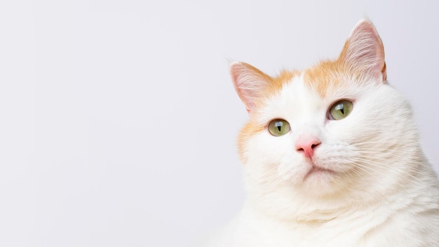 Cute white cat portrait at white background with copy space Banner