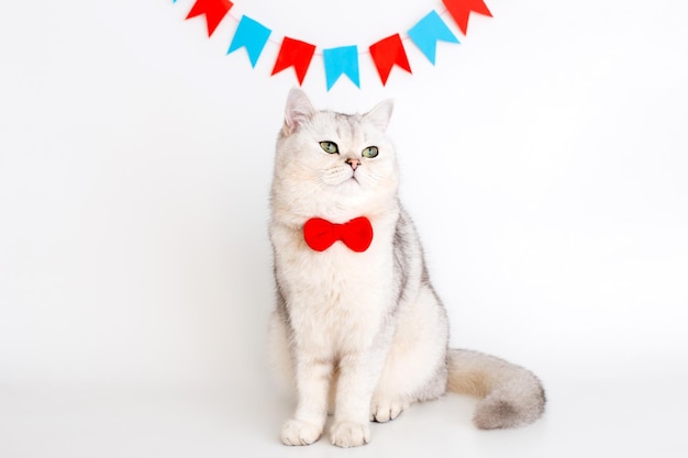 Cute white cat in a red bow tie sitting on a white background under different garlands of flags