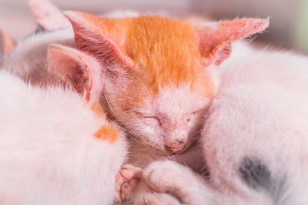 cute white cat sleeping on the floor outside Top view of striped white cat before sleeping