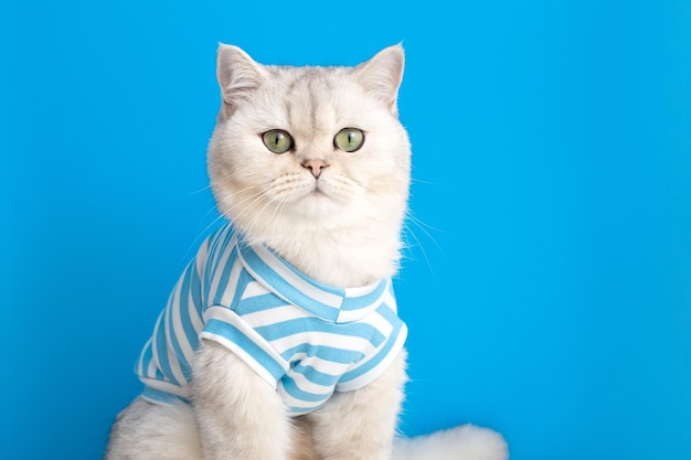 A cute white cat in striped clothes sits on a blue background