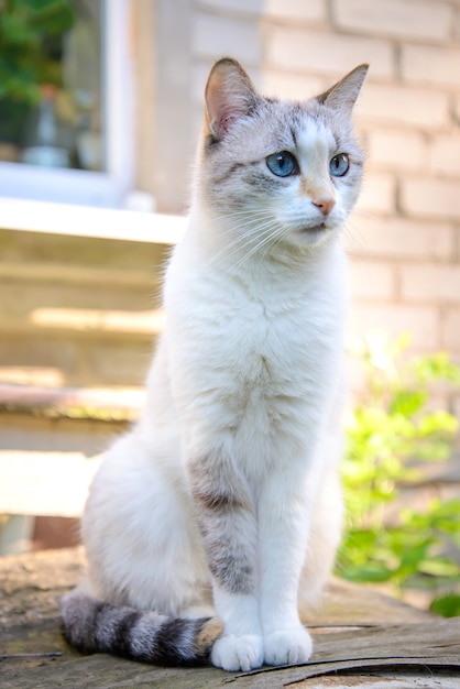 여름에는 정원에 앉아 파란 눈을 가진 귀여운 흰 고양이