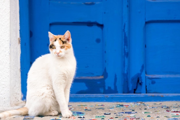 Cute white cat with red and black spots on the head sits on pavement decorated with mosaics in the form of fish