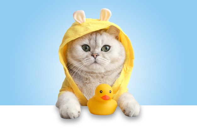 A cute white cat in a yellow coat looks out of a white shell a yellow rubber duck stands nearby on a