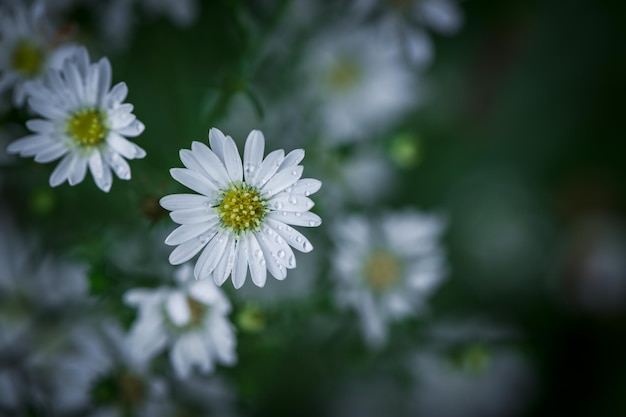 庭の花の背景にかわいい白いカッターの花