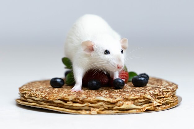 A cute white decorative rat sits on delicious pancakes with strawberries and blueberries.