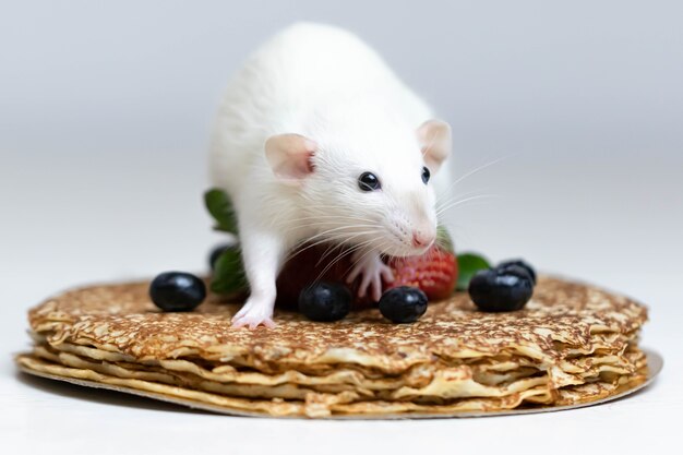 A cute white decorative rat sits on delicious pancakes with strawberries and blueberries.