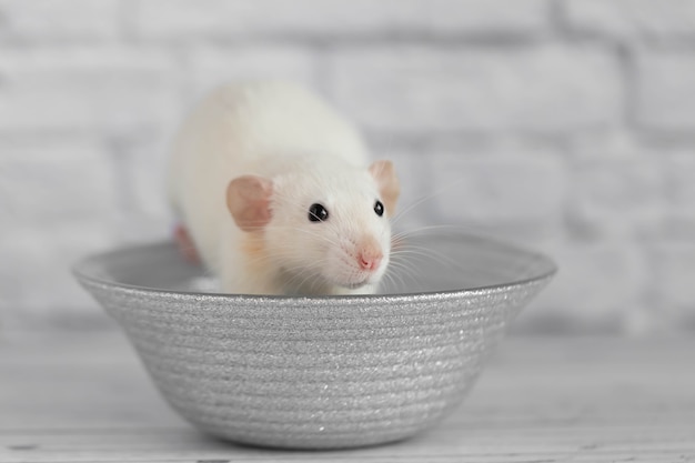 A cute white decorative rat sits on a gray plate. Close-up portrait of a rodent on a white background.