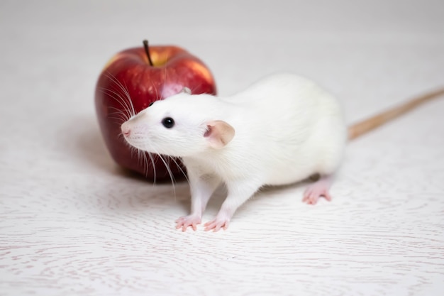 A cute white decorative rat sits next to a juicy and ripe red apple. Rodent close-up.