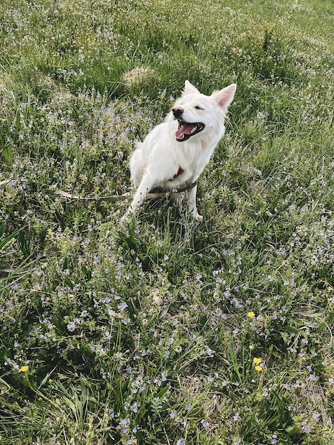 Photo cute white dog relaxing among wildflowers in sunny meadow summer travel with pet