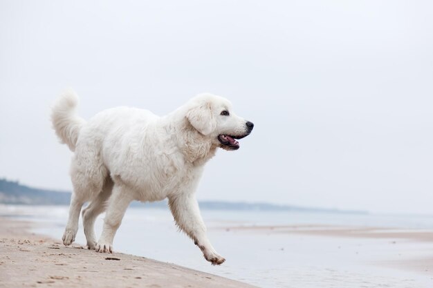 Cute white dog walking on the beach Polish Tatra Sheepdog