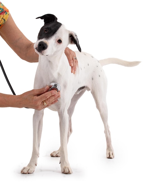 Simpatico cane bianco con una macchia nera in veterinario