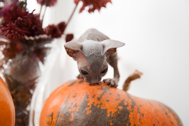 写真 ハロウィーンのカボチャに座っているかわいい白いドンスフィンクスの子猫