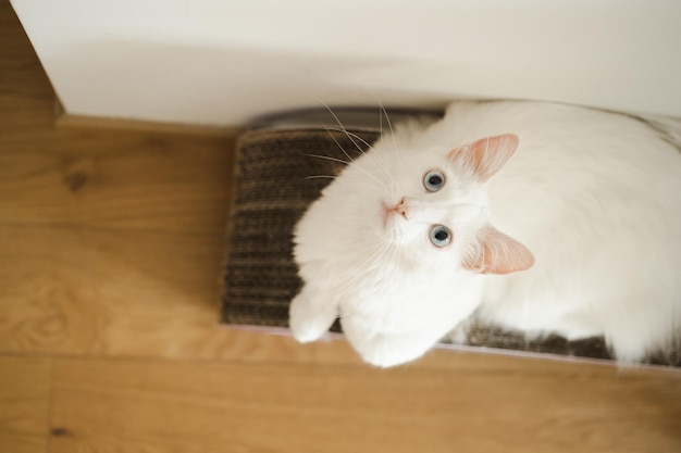 カメラハイを見上げている特別なスクラッチャーの上に横たわる青い目のかわいい白いふわふわの美しい猫