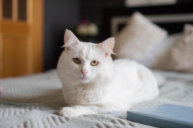 A cute white fluffy cat is lying on the bed next to a book and waiting for the hostess