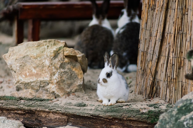 Милый кролик из белых продуктов в зеленом парке животная природа среда обитания кролика на лугу