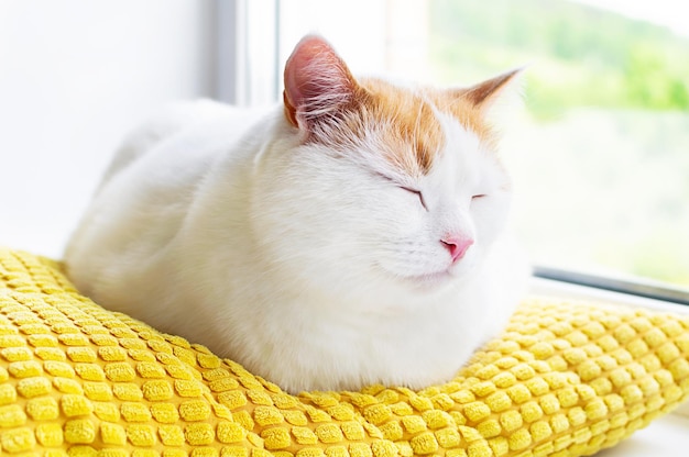 Cute white and ginger cat resting at yellow pillow on windowsill.