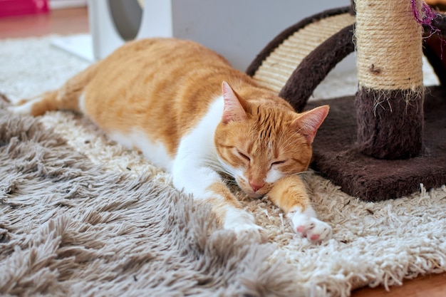 A cute white and ginger cat sleeping on a rug