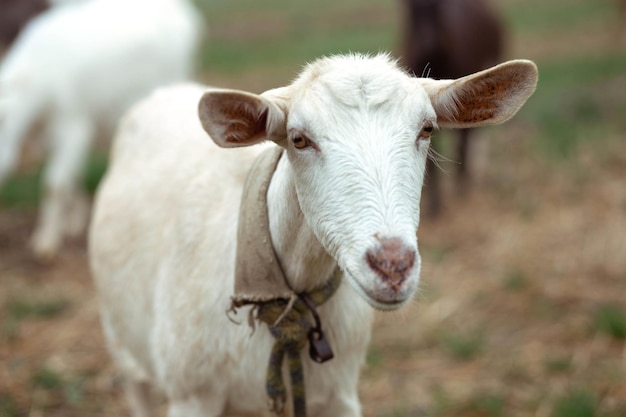 Cute white goat looks at the camera on the field Place for text calendar poster