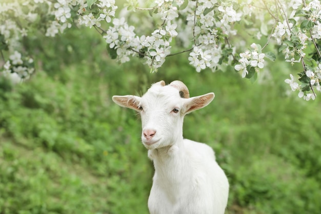 Симпатичный портрет белой козы на фоне цветов