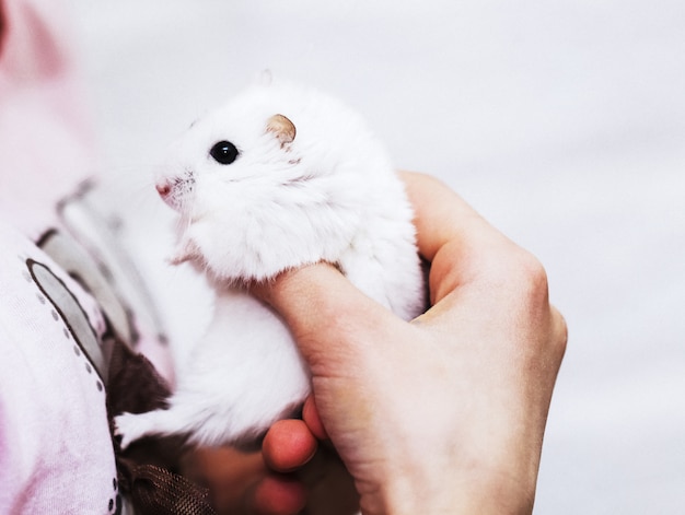 A cute white hamster in the hands of a girl