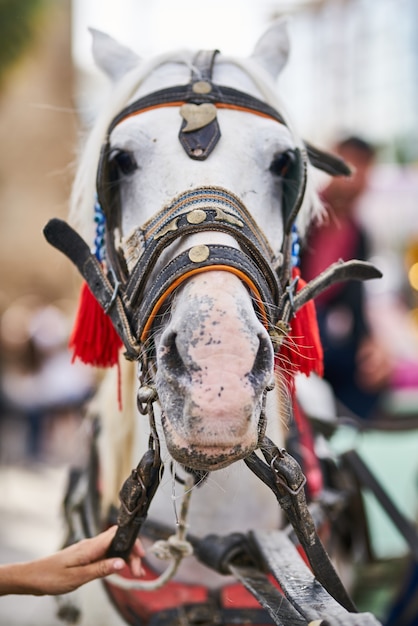 Un simpatico ritratto di cavallo bianco