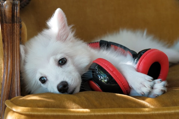 写真 かわいい白い日本のスピッツ犬、赤と黒のヘッドフォン、茶色の椅子に