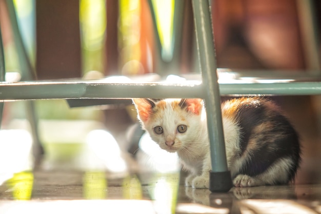 Photo cute white kitten under a chair in the morning sun