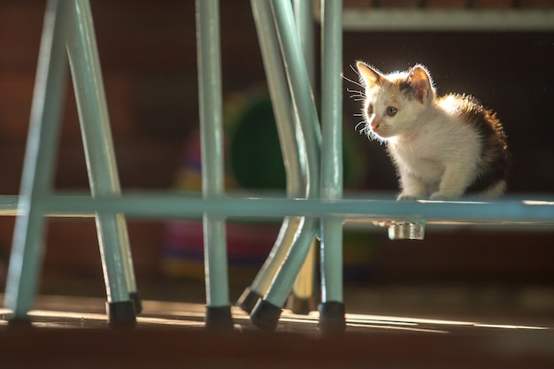 Cute white kitten under a chair in the morning sun