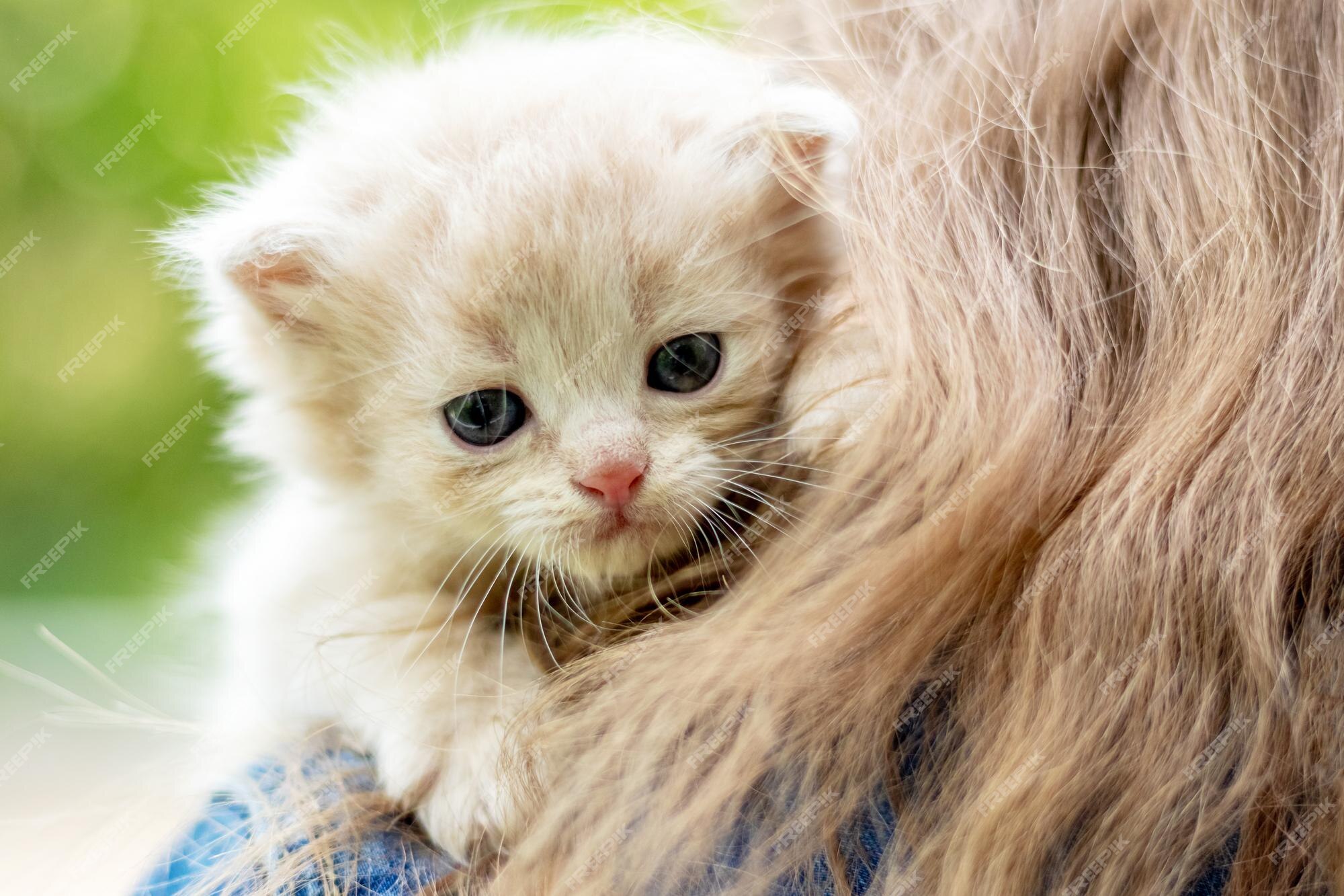 Premium Photo | Cute white kitten in the girl's shoulders Premium Photo | Cute white kitten in the girl's shoulders