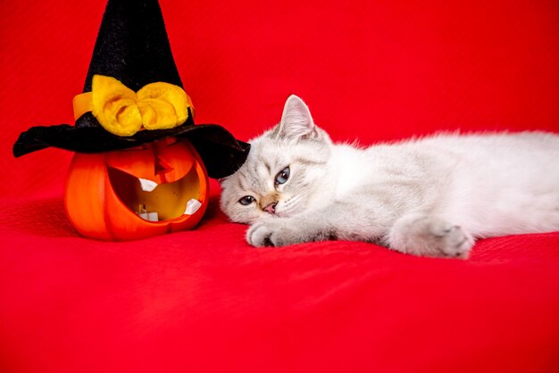 Cute white kitten posing on red blanket with pumpkin celebrating halloween